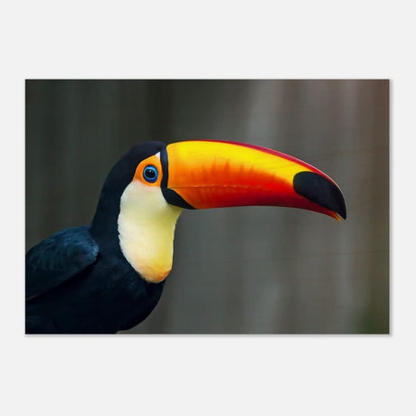 Da Vinci Animal Kingdom Wall art print collection | Wildlife | Toucans Bird - Acrylic Print - 30x45 cm / 12x18″ -