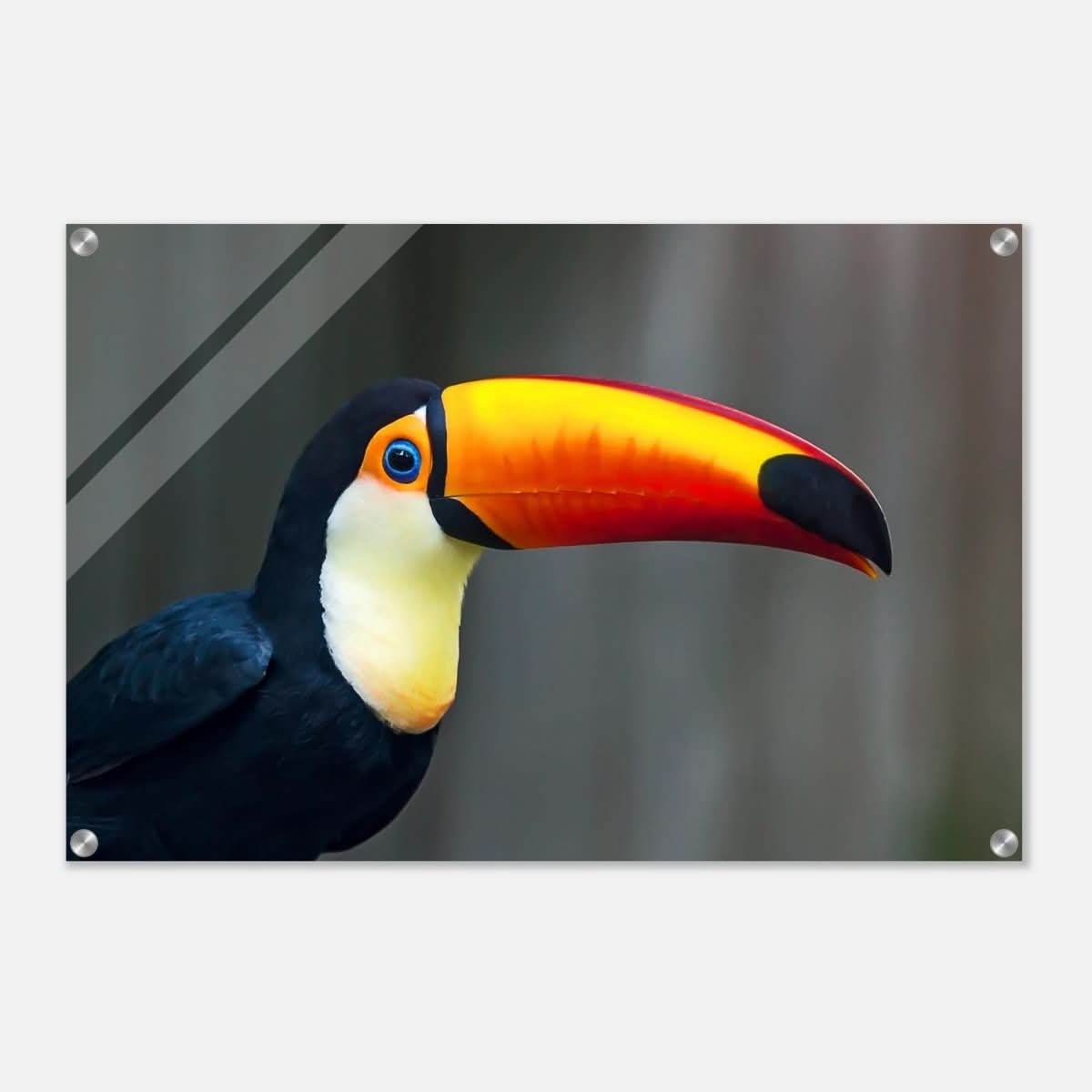 Da Vinci Animal Kingdom Wall art print collection | Wildlife | Toucans Bird - Acrylic Print - 50x75 cm / 20x30″ -