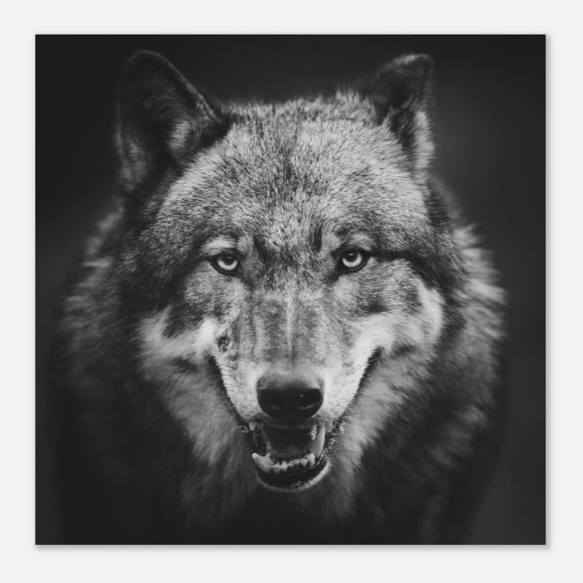 Da Vinci Animal Kingdom Wall art print collection | Wolf - Aluminum Print - 40x40 cm / 16x16″ -