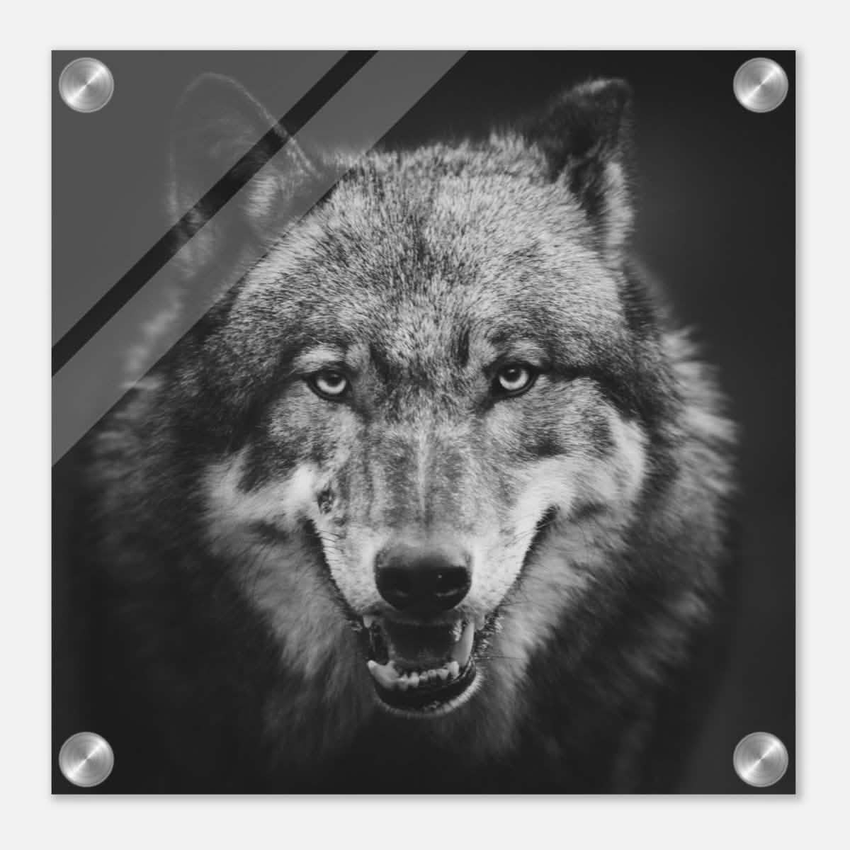 Da Vinci Animal Kingdom Wall art print collection | Wolf - Acrylic Print - 30x30 cm / 12x12″ -