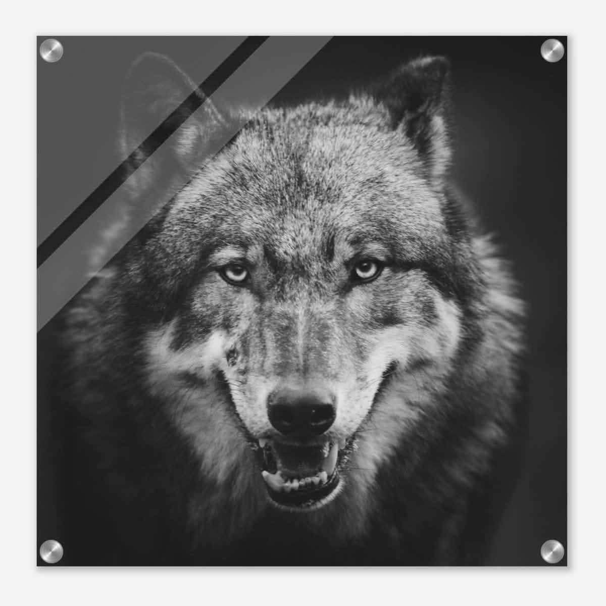 Da Vinci Animal Kingdom Wall art print collection | Wolf - Acrylic Print - 50x50 cm / 20x20″ -