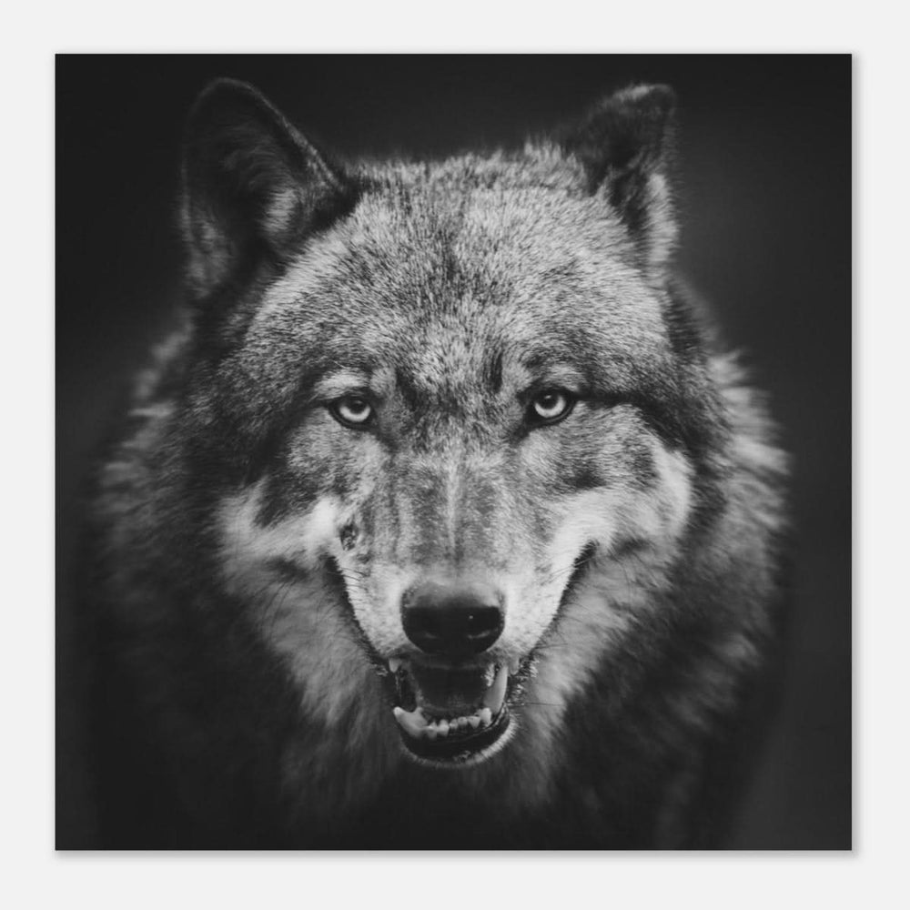 Da Vinci Animal Kingdom Wall art print collection | Wolf - Aluminum Print - 60x60 cm / 24x24″ -