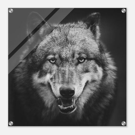 Da Vinci Animal Kingdom Wall art print collection | Wolf - Acrylic Print - 60x60 cm / 24x24″ -