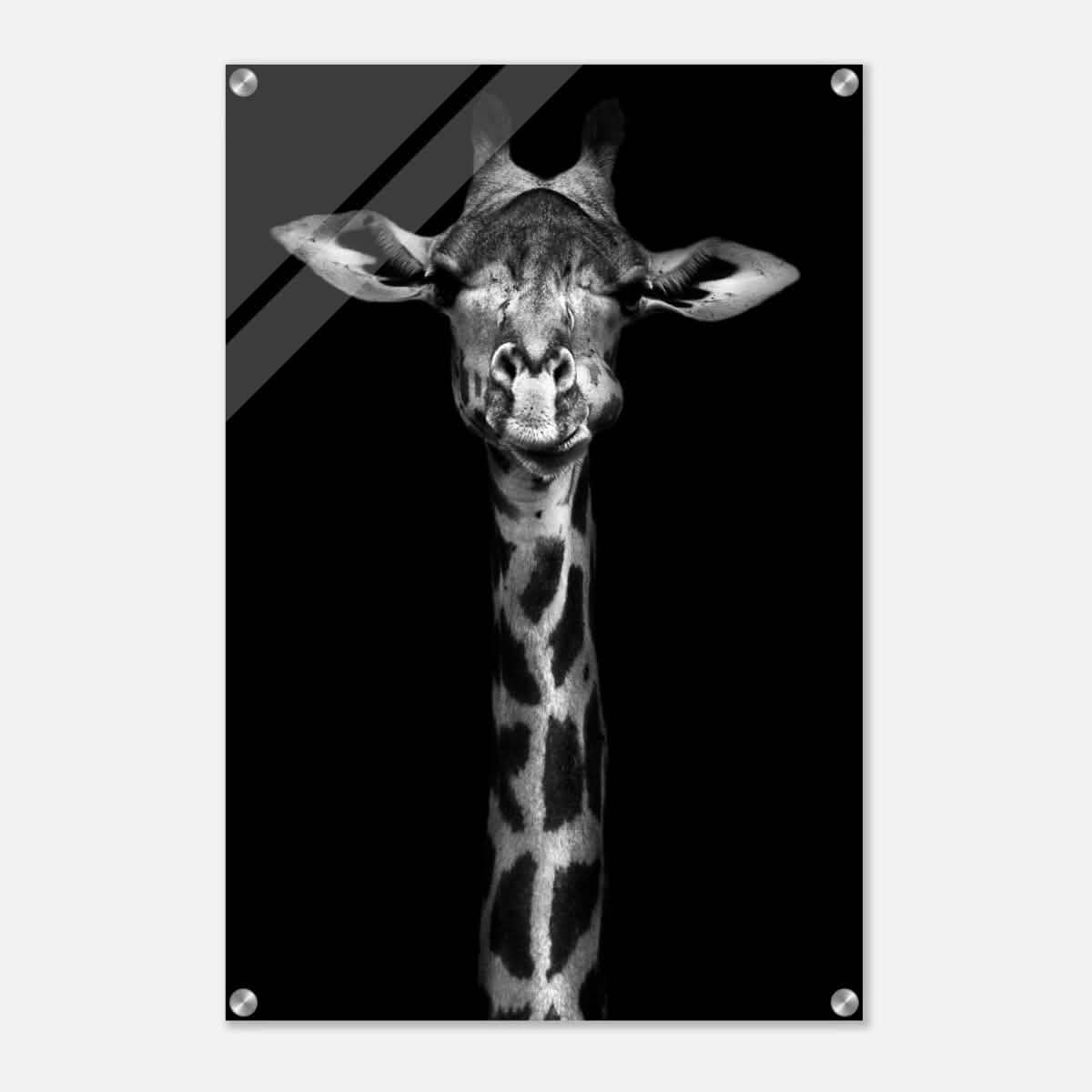 Da Vinci Animal Kingdom Wall art print | Giraffe | Minimalist Black and white - Acrylic Print - 50x75 cm / 20x30″ -
