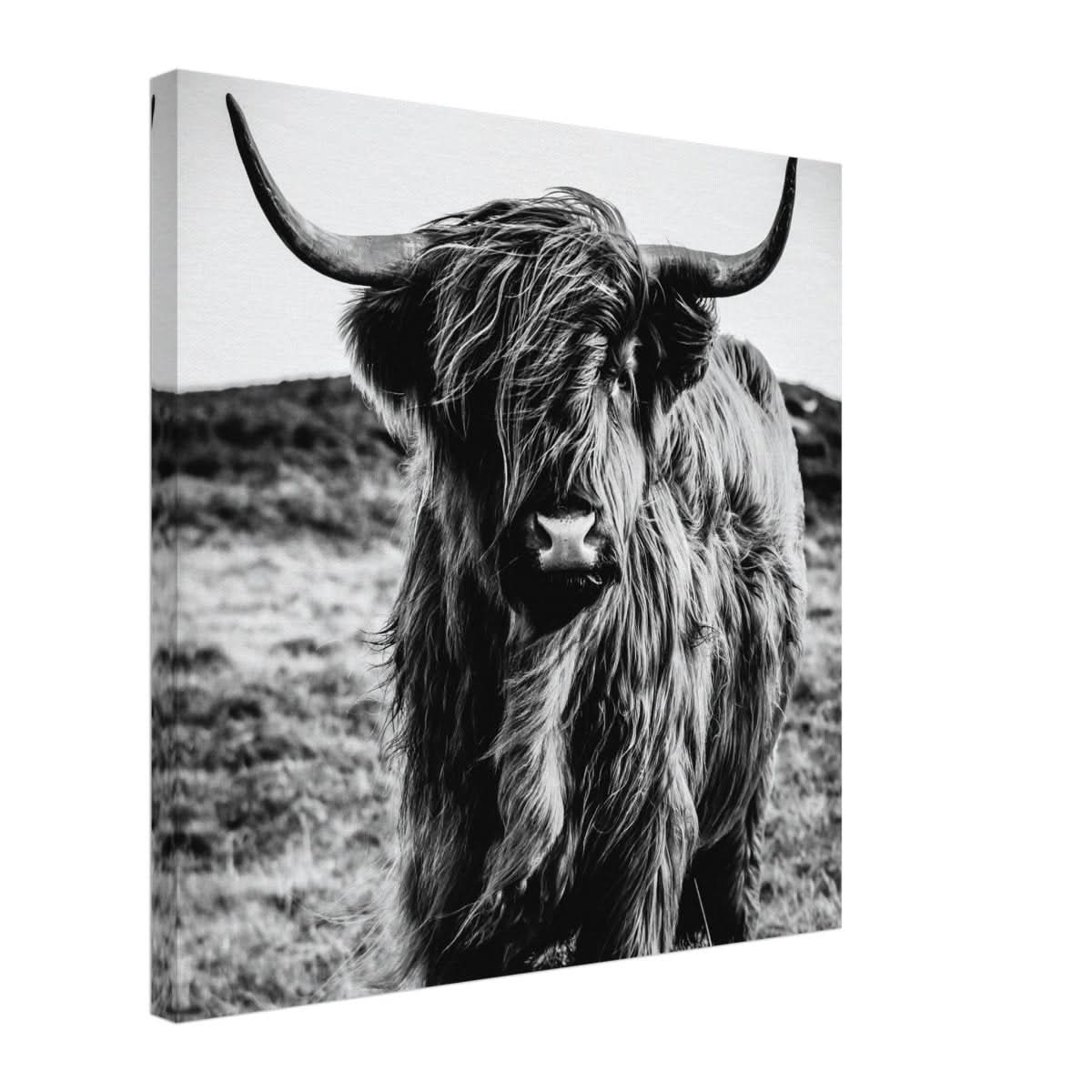 Da Vinci Animal Kingdom Wall art print | Highland Cow - Canvas - 50x50 cm / 20x20″ -