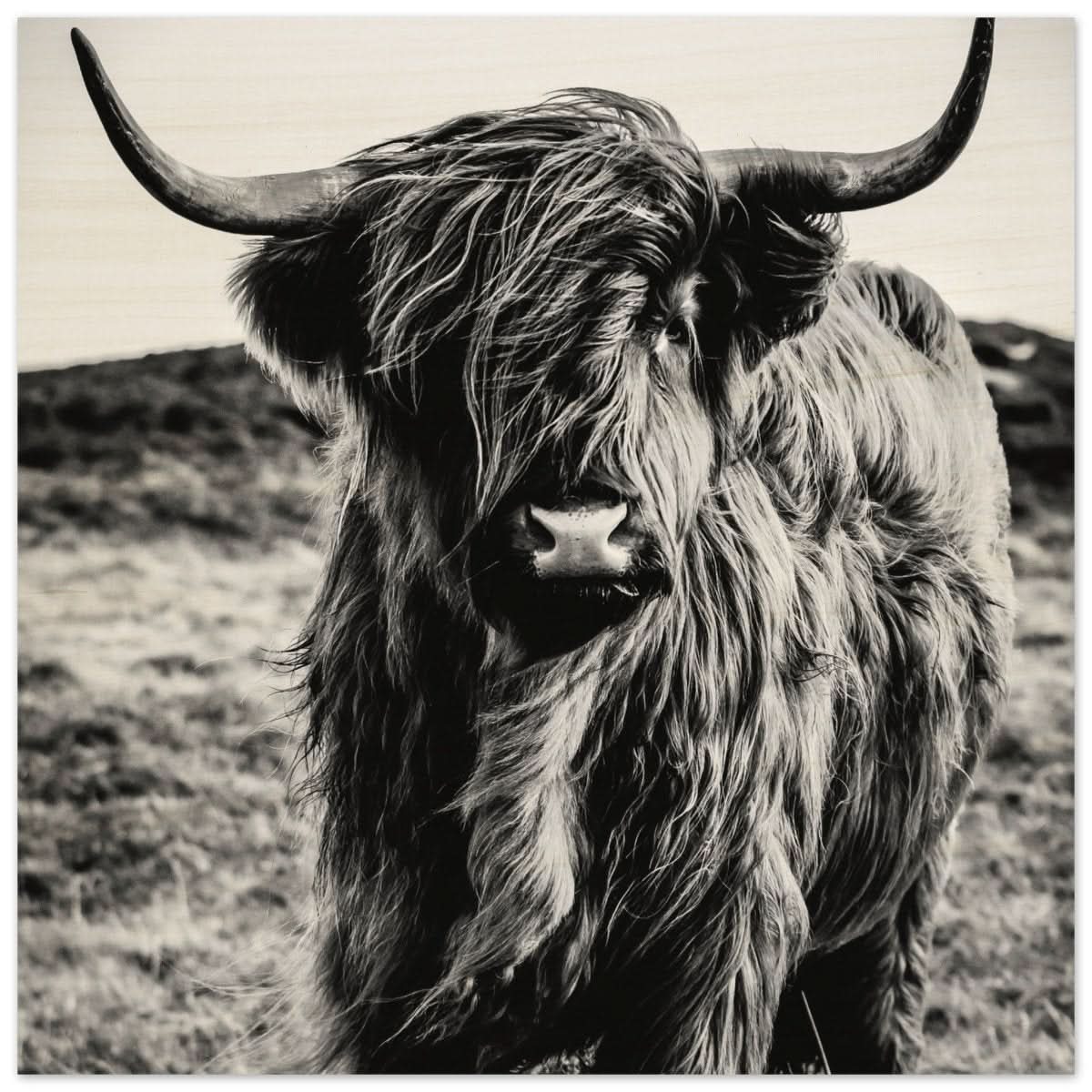 Da Vinci Animal Kingdom Wall art print | Highland Cow - Wood Prints - 30x30 cm / 12x12″ -