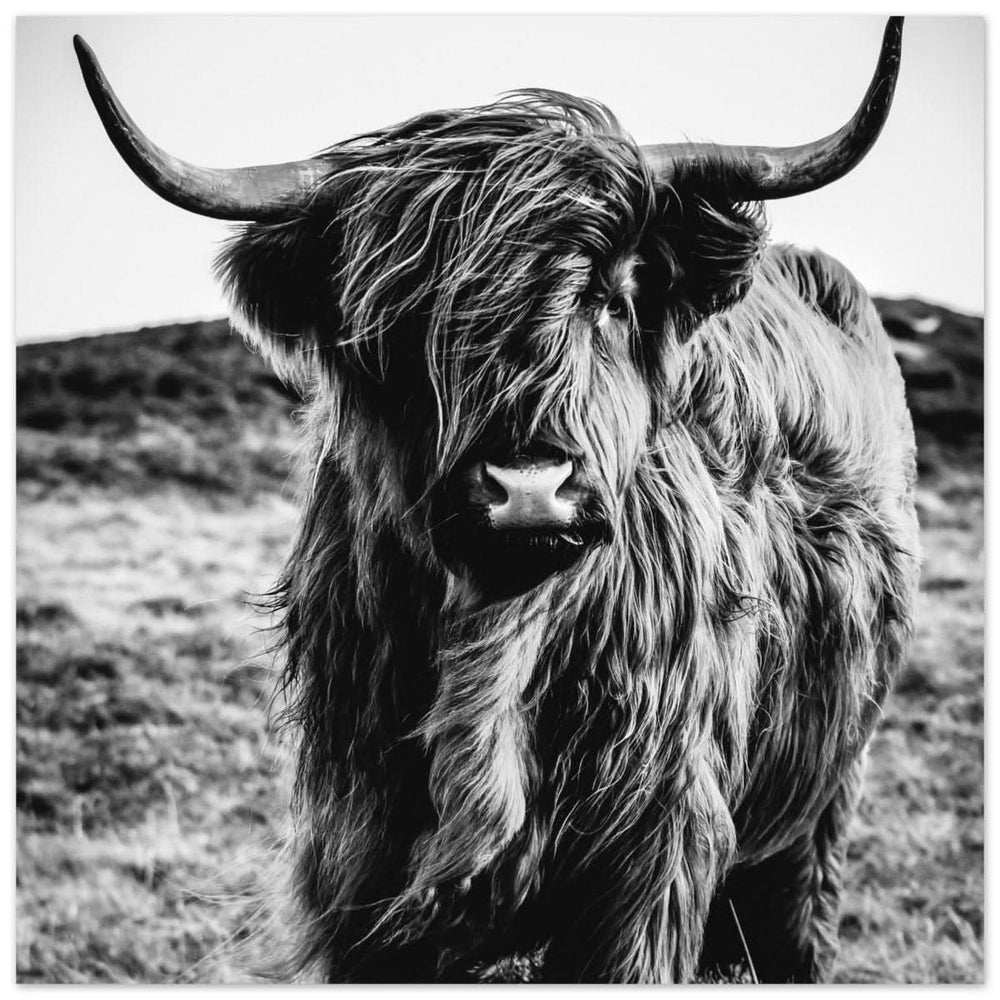Da Vinci Animal Kingdom Wall art print | Highland Cow - Aluminum Print - 60x60 cm / 24x24″ -