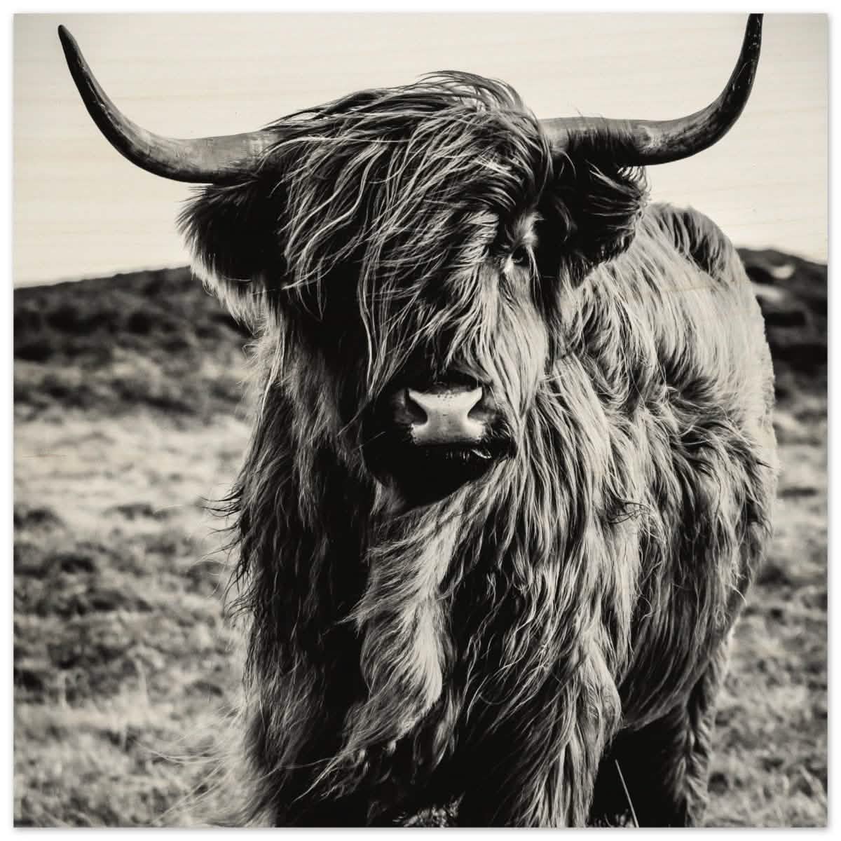 Da Vinci Animal Kingdom Wall art print | Highland Cow - Wood Prints - 60x60 cm / 24x24″ -