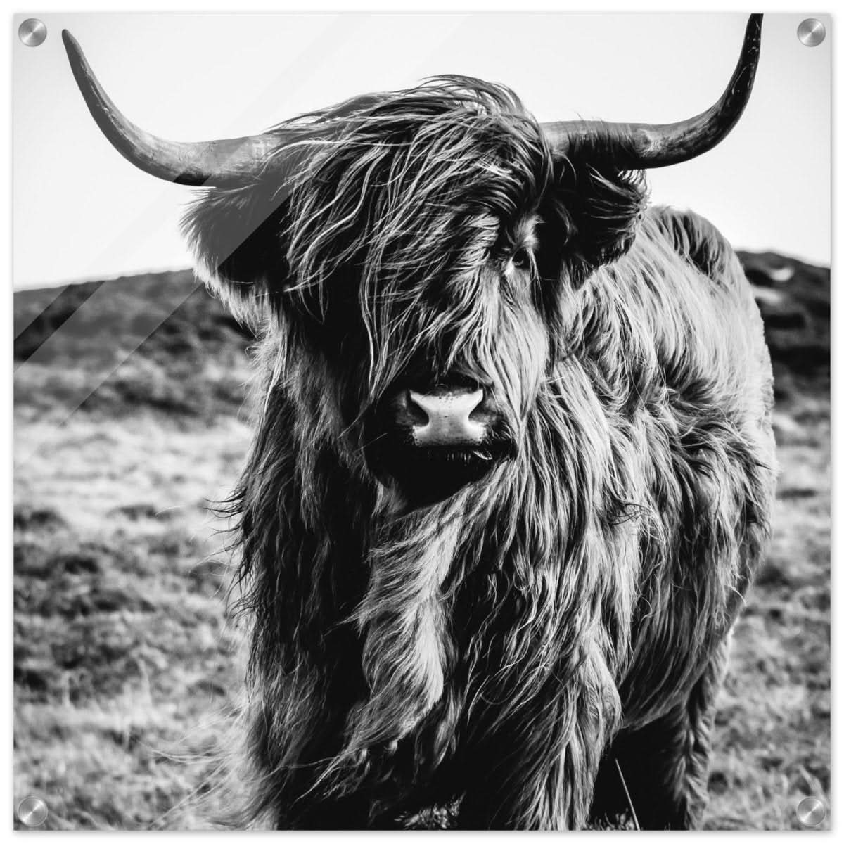 Da Vinci Animal Kingdom Wall art print | Highland Cow - Acrylic Print - 60x60 cm / 24x24″ -