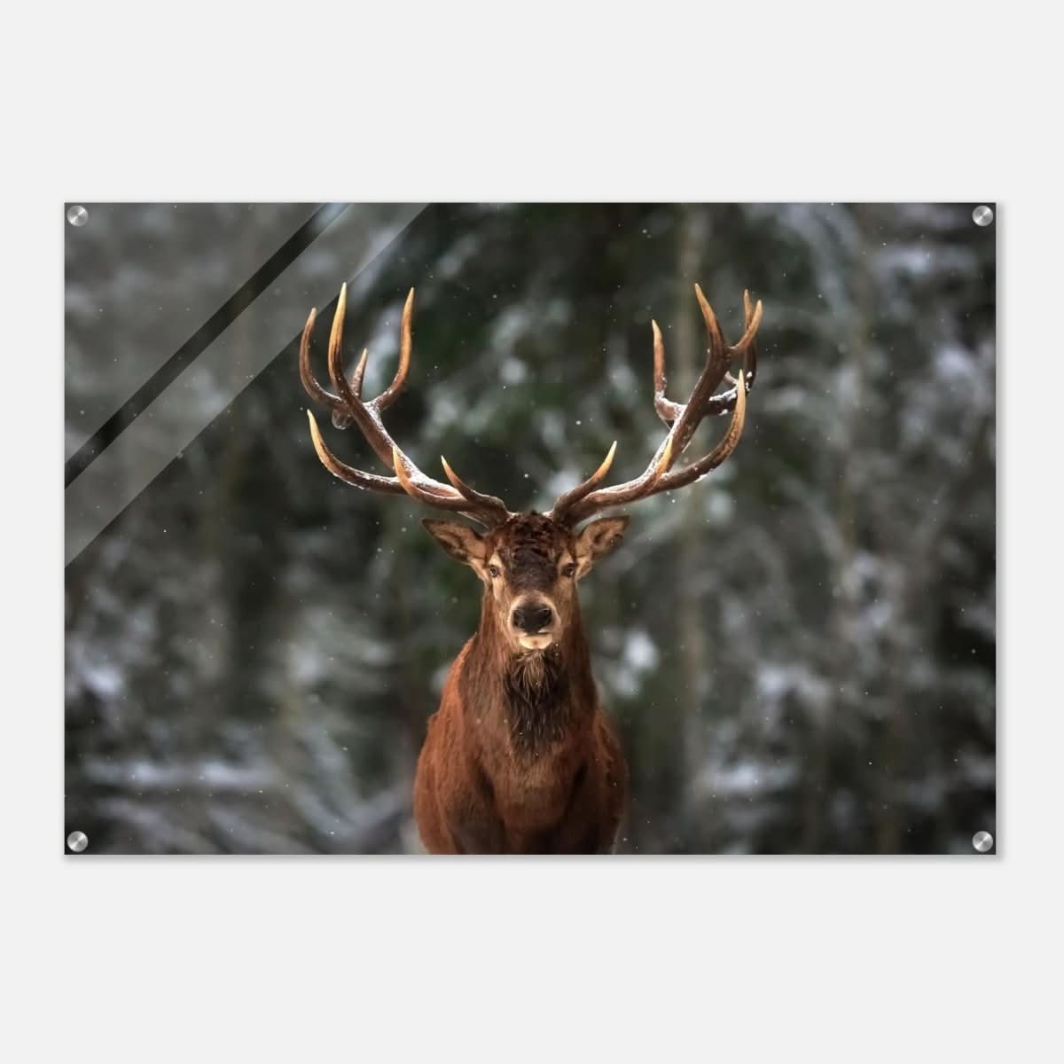 Da Vinci Animal Kingdom Wall art print | Wildlife | Deer - Acrylic Print - 70x100 cm / 28x40″ -