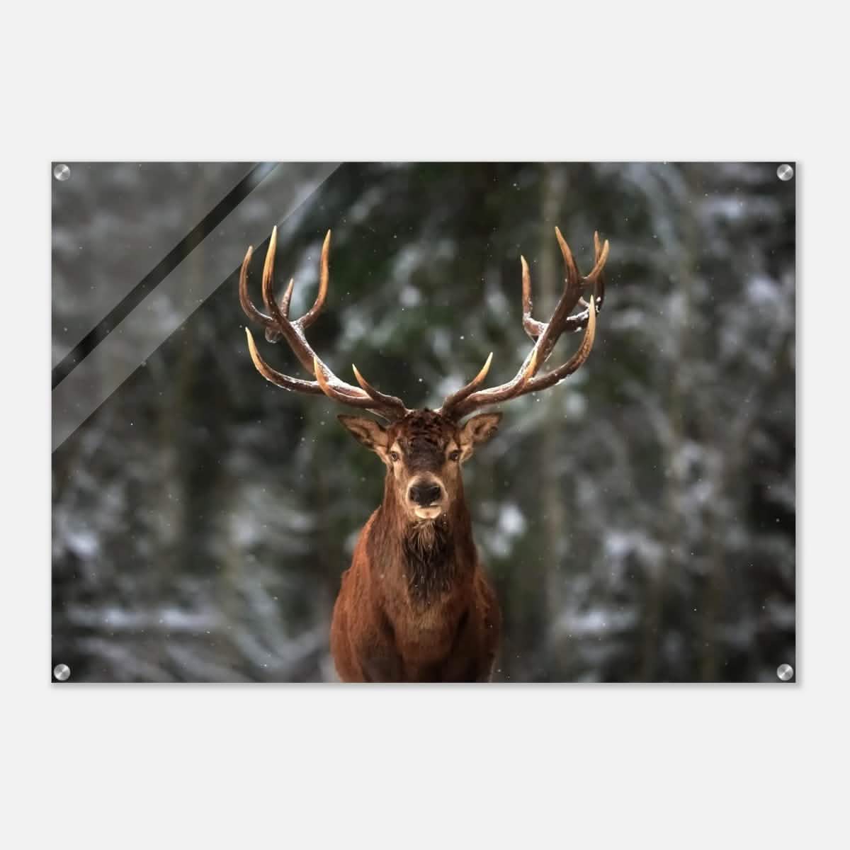 Da Vinci Animal Kingdom Wall art print | Wildlife | Deer - Acrylic Print - 70x100 cm / 28x40″ -