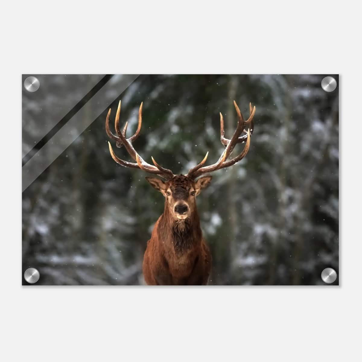 Da Vinci Animal Kingdom Wall art print | Wildlife | Deer - Acrylic Print - 30x45 cm / 12x18″ -