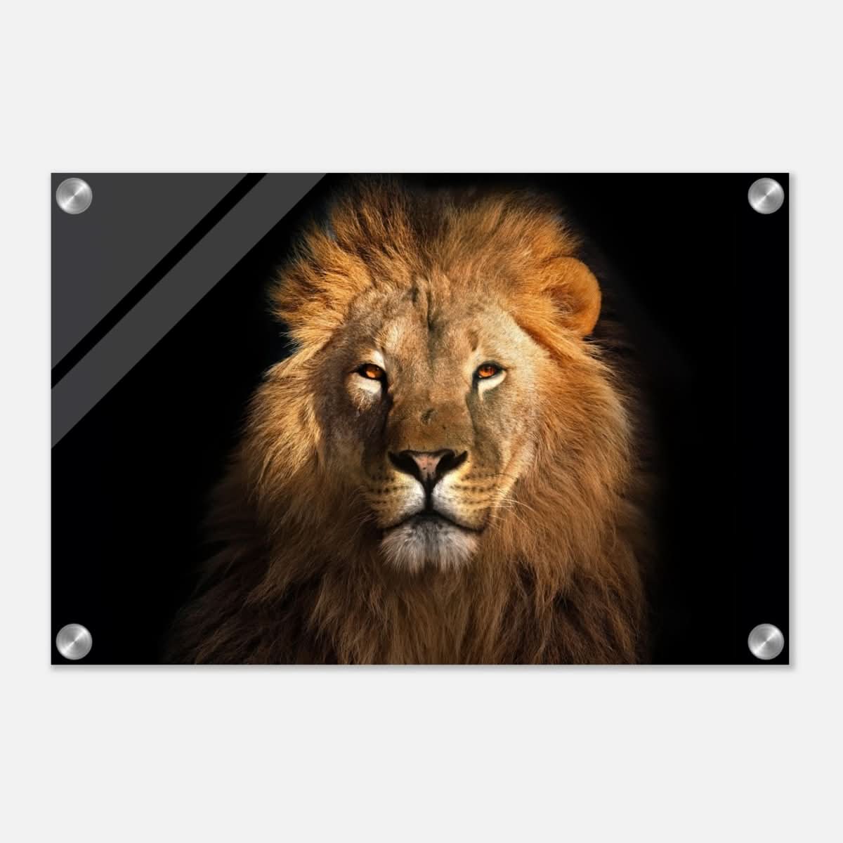 Da Vinci Animal Kingdom Wall art print | Wildlife | Lion | - Acrylic Print - 30x45 cm / 12x18″ -