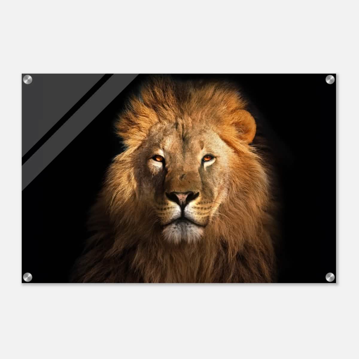 Da Vinci Animal Kingdom Wall art print | Wildlife | Lion | - Acrylic Print - 50x75 cm / 20x30″ -