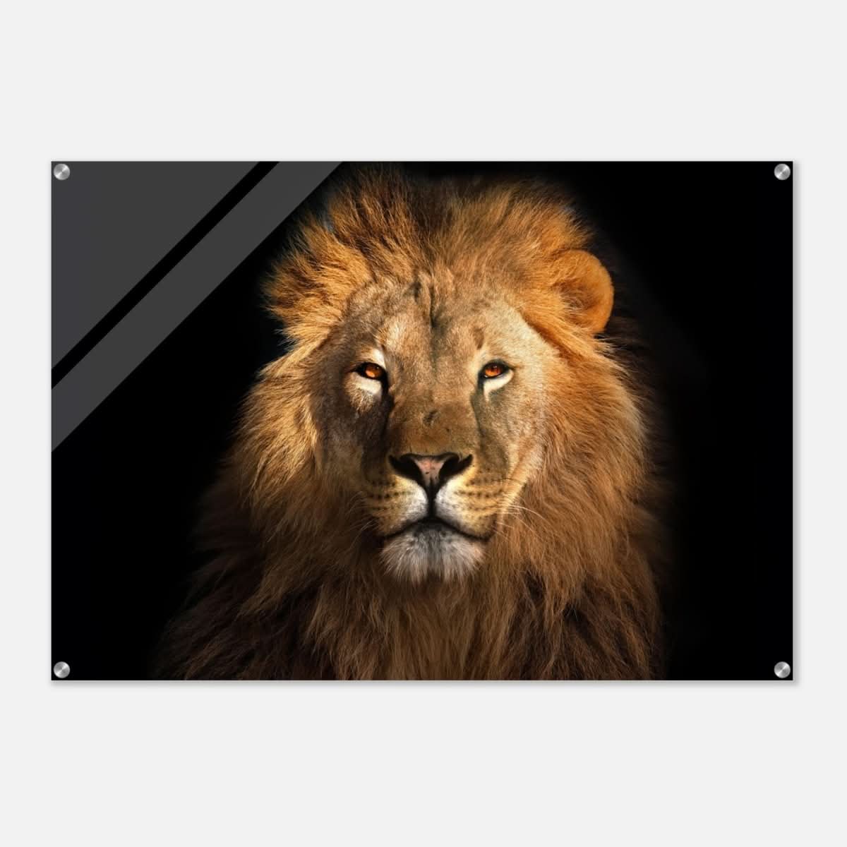 Da Vinci Animal Kingdom Wall art print | Wildlife | Lion | - Acrylic Print - 70x100 cm / 28x40″ -