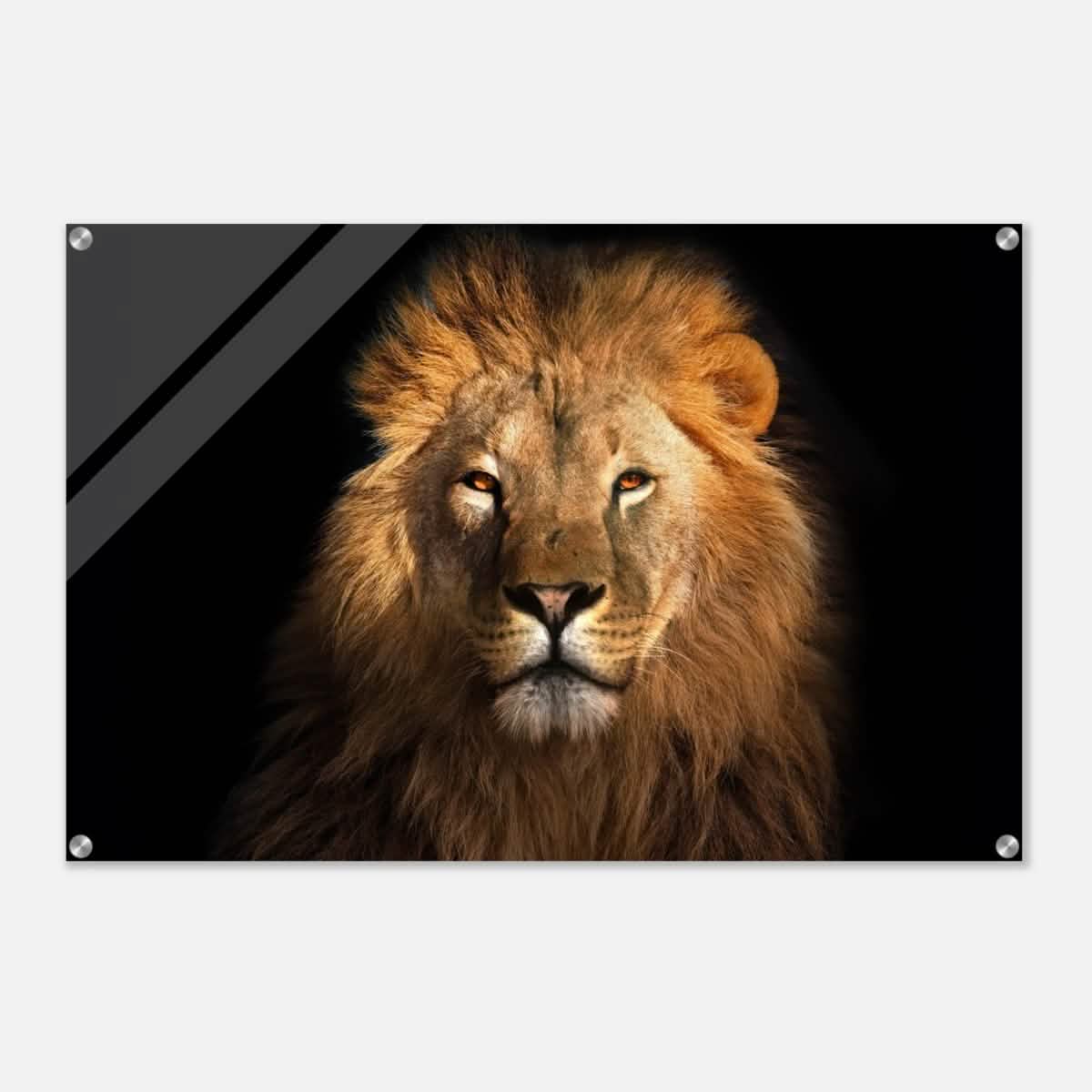 Da Vinci Animal Kingdom Wall art print | Wildlife | Lion | - Acrylic Print - 60x90 cm / 24x36″ -