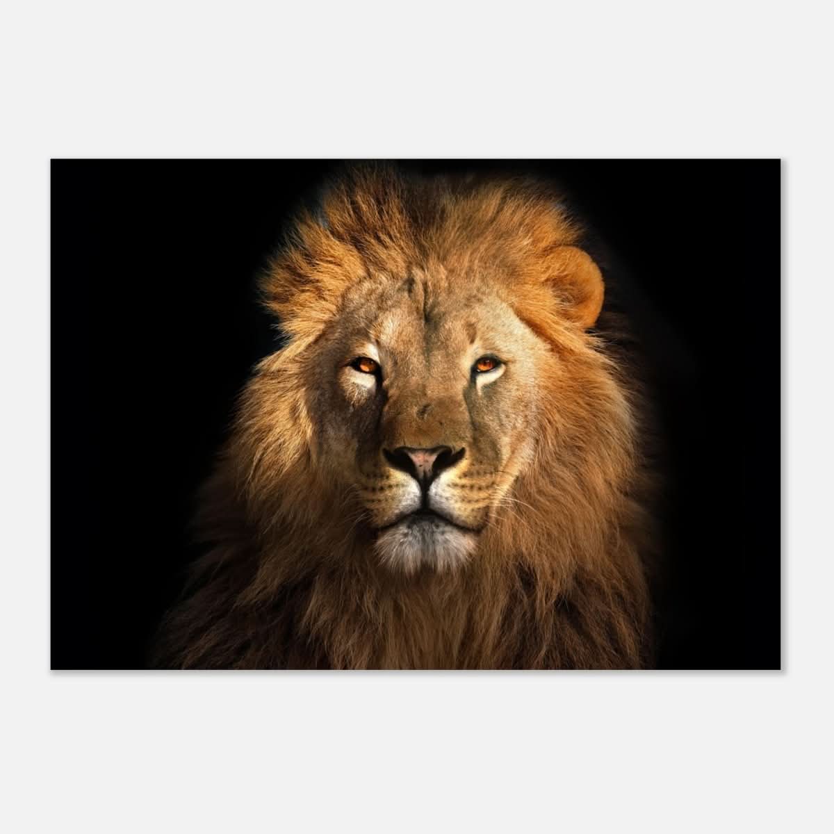 Da Vinci Animal Kingdom Wall art print | Wildlife | Lion | - Aluminum Print - 70x100 cm / 28x40″ -
