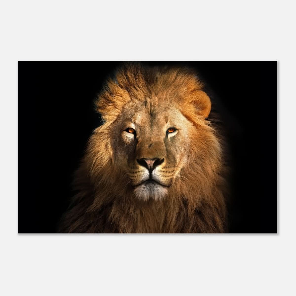 Da Vinci Animal Kingdom Wall art print | Wildlife | Lion | - Aluminum Print - 50x75 cm / 20x30″ -