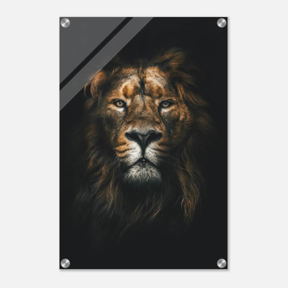 Da Vinci Animal Kingdom Wall art print | Wildlife | Lion - Acrylic Print - 40x60 cm / 16x24″ -