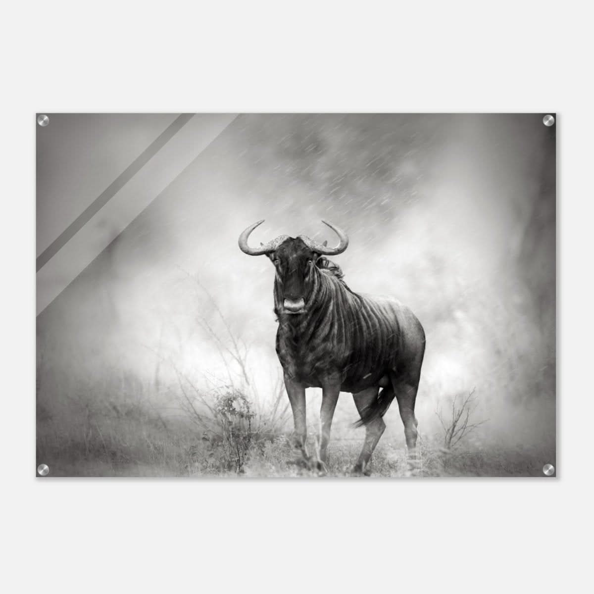 Da Vinci Animal Kingdom Wall art print | Wildlife | Wildebeest - Acrylic Print - 70x100 cm / 28x40″ -