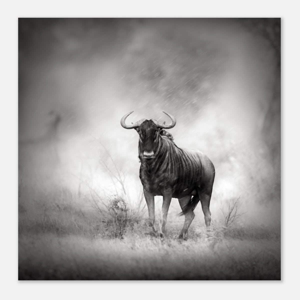 Da Vinci Animal Kingdom Wall art print | Wildlife | Wildebeest - Aluminum Print - 40x40 cm / 16x16″ -