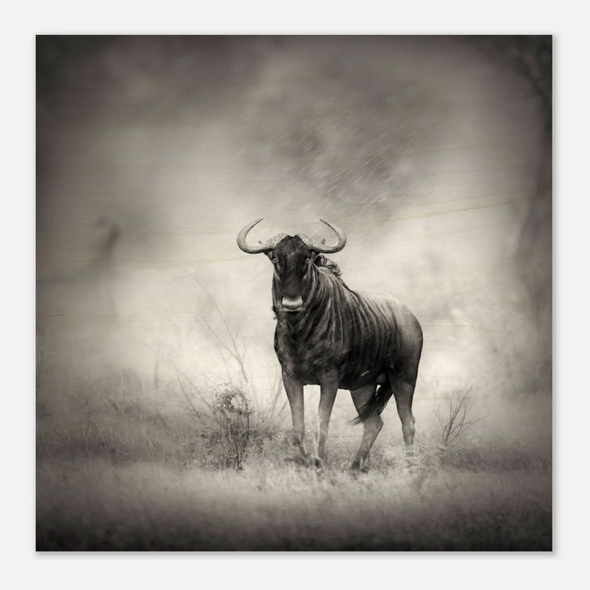 Da Vinci Animal Kingdom Wall art print | Wildlife | Wildebeest - Wood Prints - 40x40 cm / 16x16″ - 20 mm