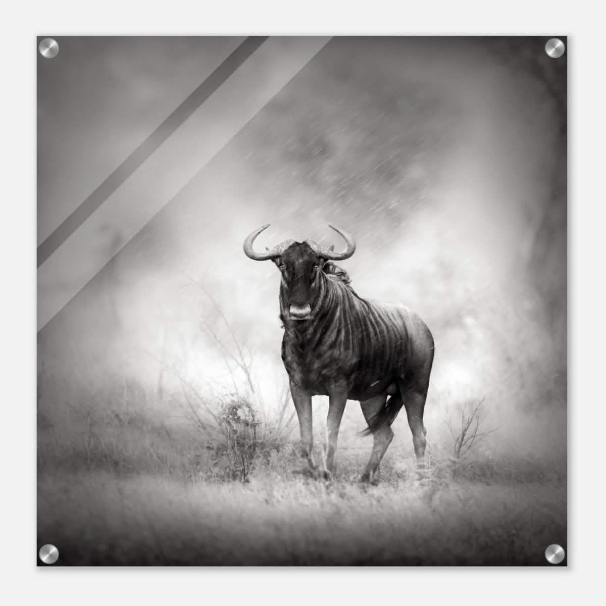Da Vinci Animal Kingdom Wall art print | Wildlife | Wildebeest - Acrylic Print - 60x60 cm / 24x24″ -