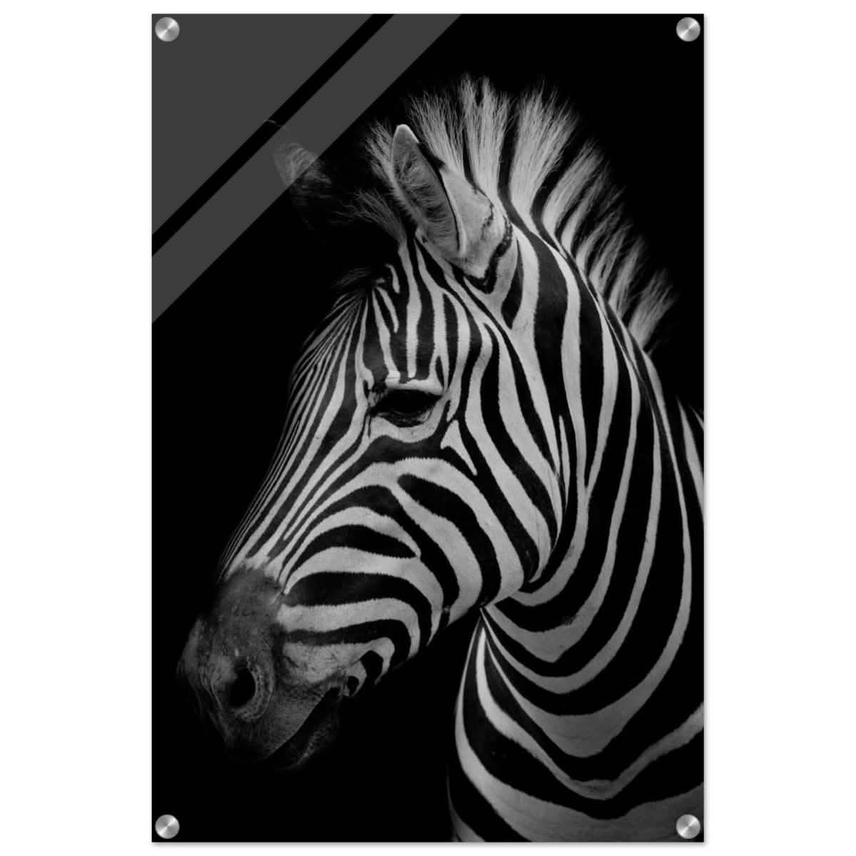 Da Vinci Animal Kingdom Wall art print | Zebra - Acrylic Print - 50x75 cm / 20x30″ -