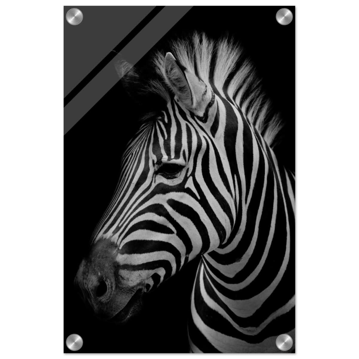 Da Vinci Animal Kingdom Wall art print | Zebra - Acrylic Print - 30x45 cm / 12x18″ -