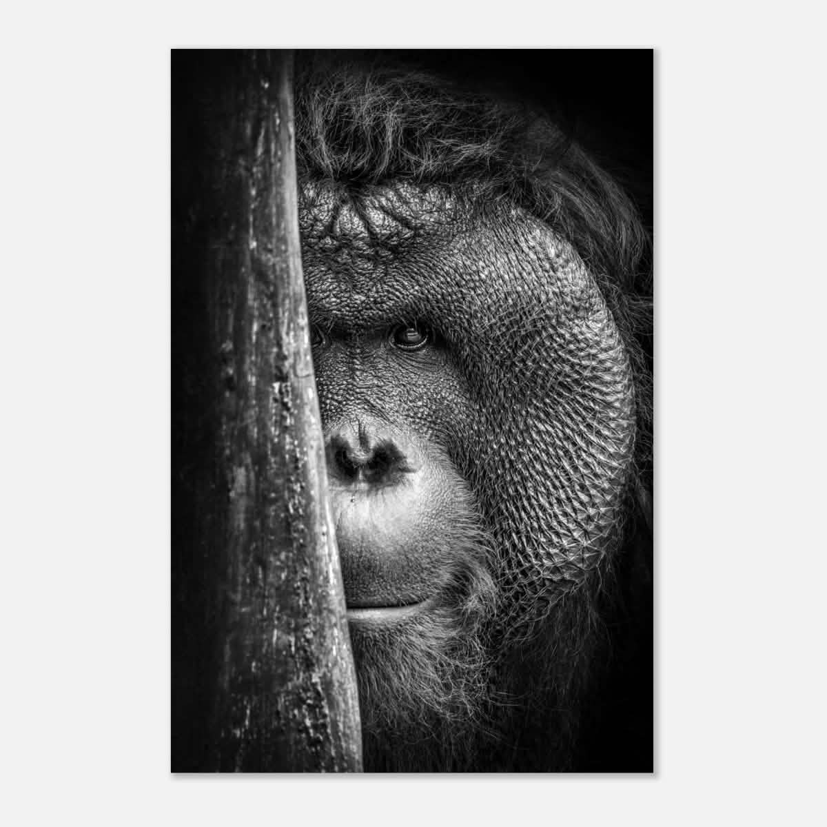 Da Vinci Animal Kingdom Wall art | Wildlife | Apes - Aluminum Print - 30x45 cm / 12x18″ -
