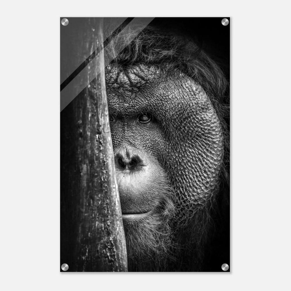 Da Vinci Animal Kingdom Wall art | Wildlife | Apes - Acrylic Print - 50x75 cm / 20x30″ -