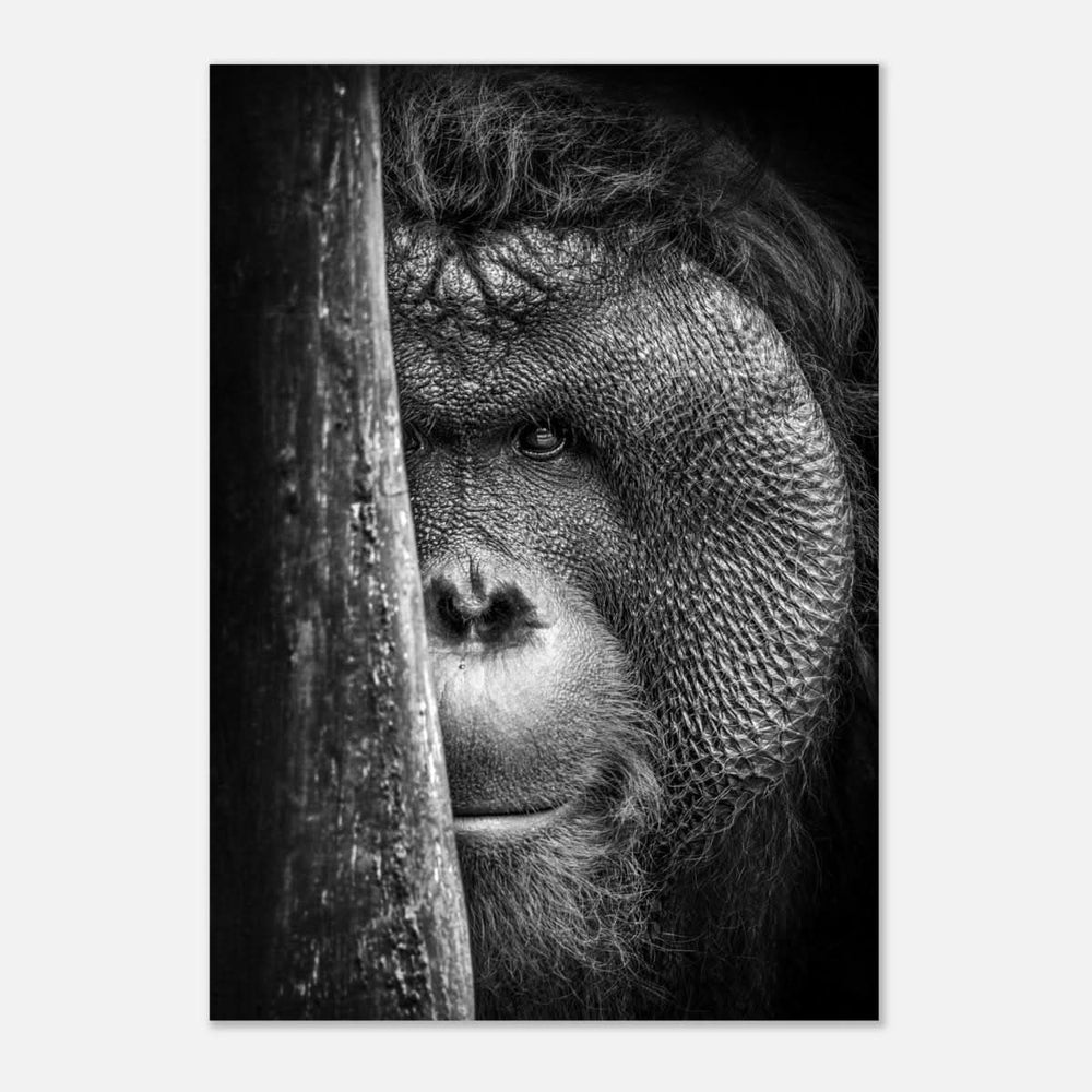 Da Vinci Animal Kingdom Wall art | Wildlife | Apes - Aluminum Print - 70x100 cm / 28x40″ -