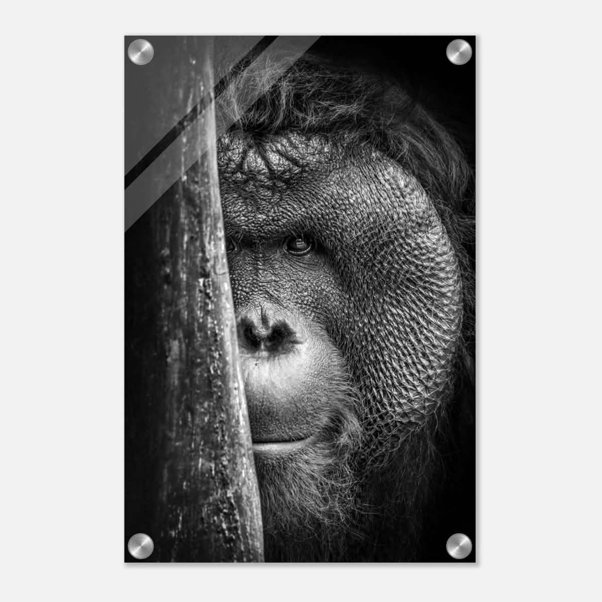 Da Vinci Animal Kingdom Wall art | Wildlife | Apes - Acrylic Print - 30x45 cm / 12x18″ -