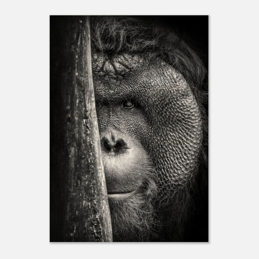 Da Vinci Animal Kingdom Wall art | Wildlife | Apes - Wood Prints - 70x100 cm / 28x40″ - 10 mm