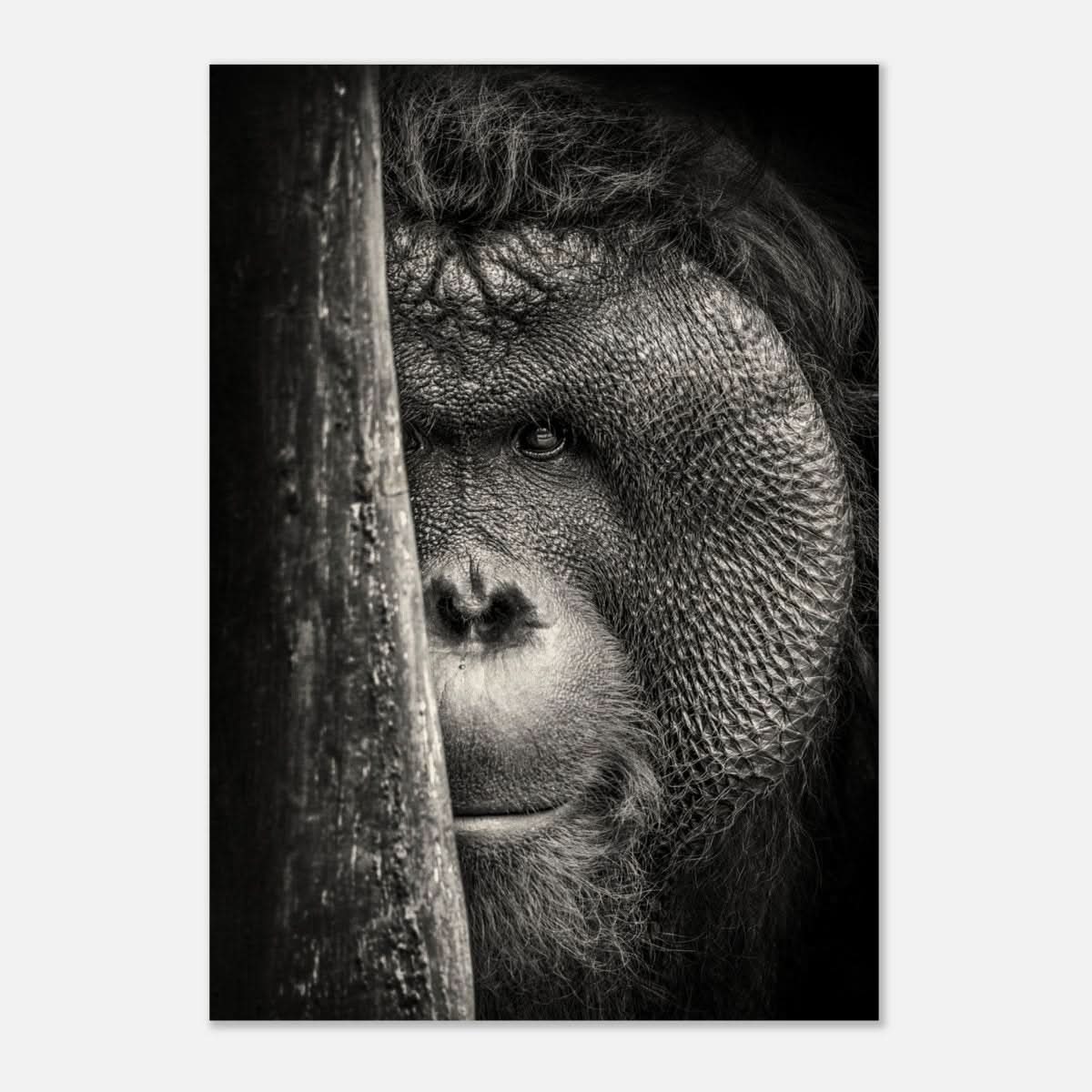 Da Vinci Animal Kingdom Wall art | Wildlife | Apes - Wood Prints - 70x100 cm / 28x40″ - 10 mm