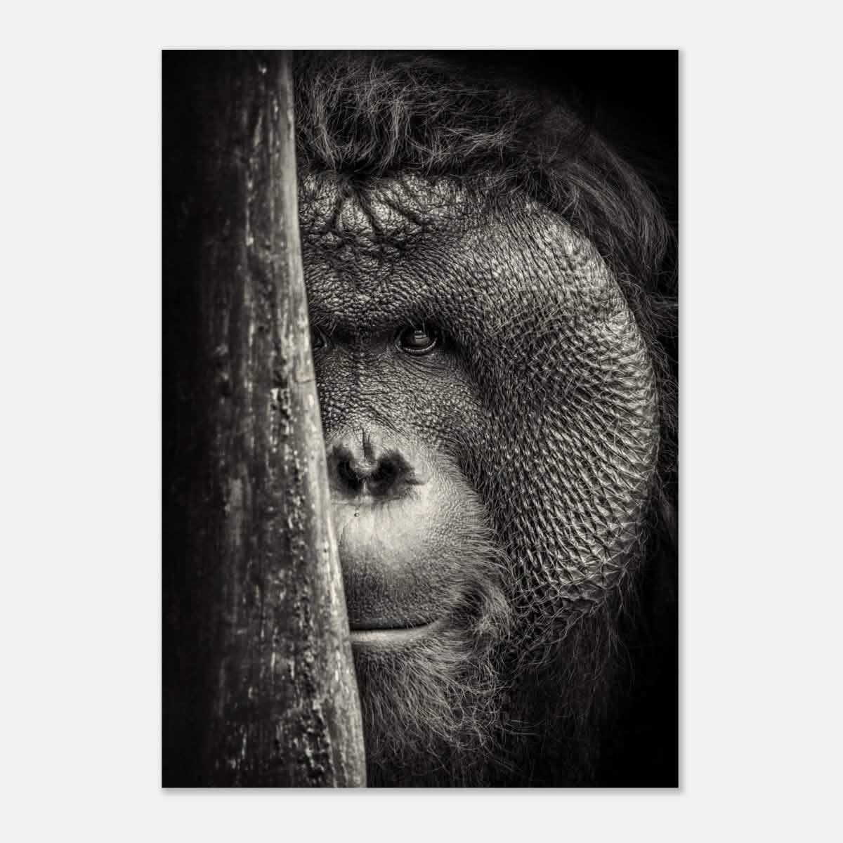 Da Vinci Animal Kingdom Wall art | Wildlife | Apes - Wood Prints - 70x100 cm / 28x40″ - 20 mm