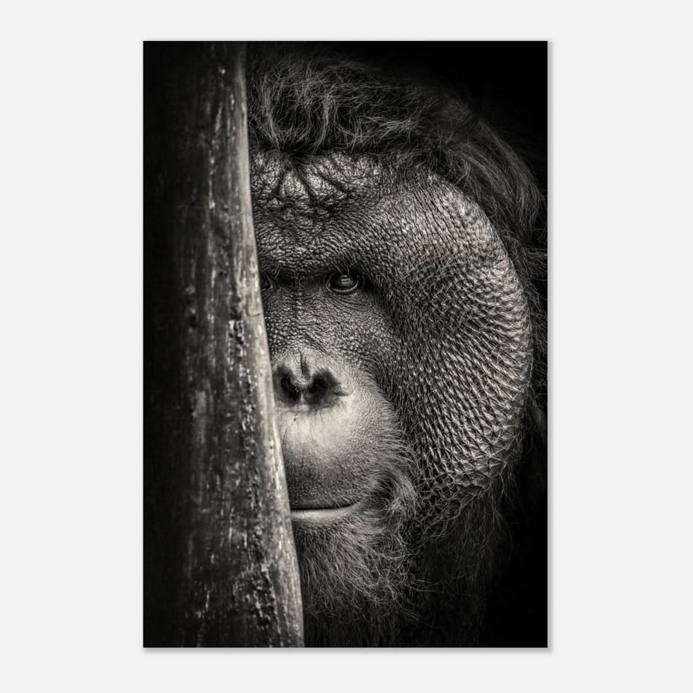 Da Vinci Animal Kingdom Wall art | Wildlife | Apes - Wood Prints - 60x90 cm / 24x36″ - 10 mm