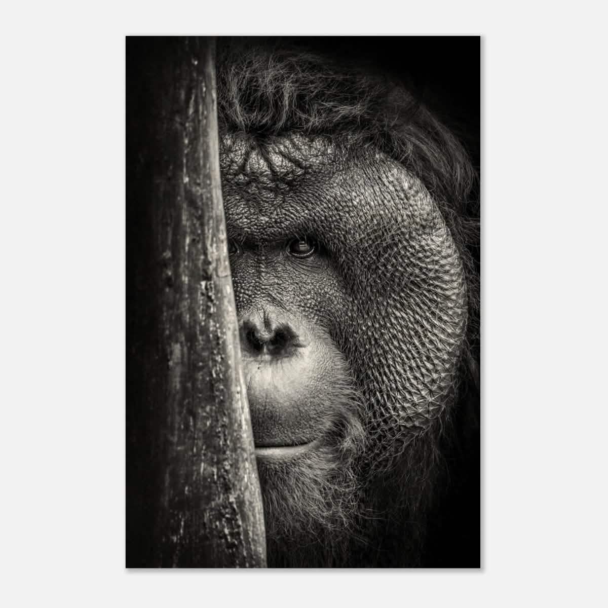 Da Vinci Animal Kingdom Wall art | Wildlife | Apes - Wood Prints - 50x75 cm / 20x30″ - 20 mm
