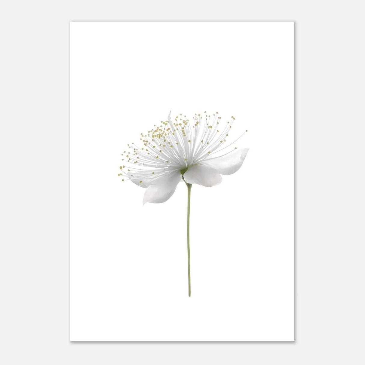 Da Vinci Nature Wall art | Floral - Aluminum Print - 70x100 cm / 28x40″ -