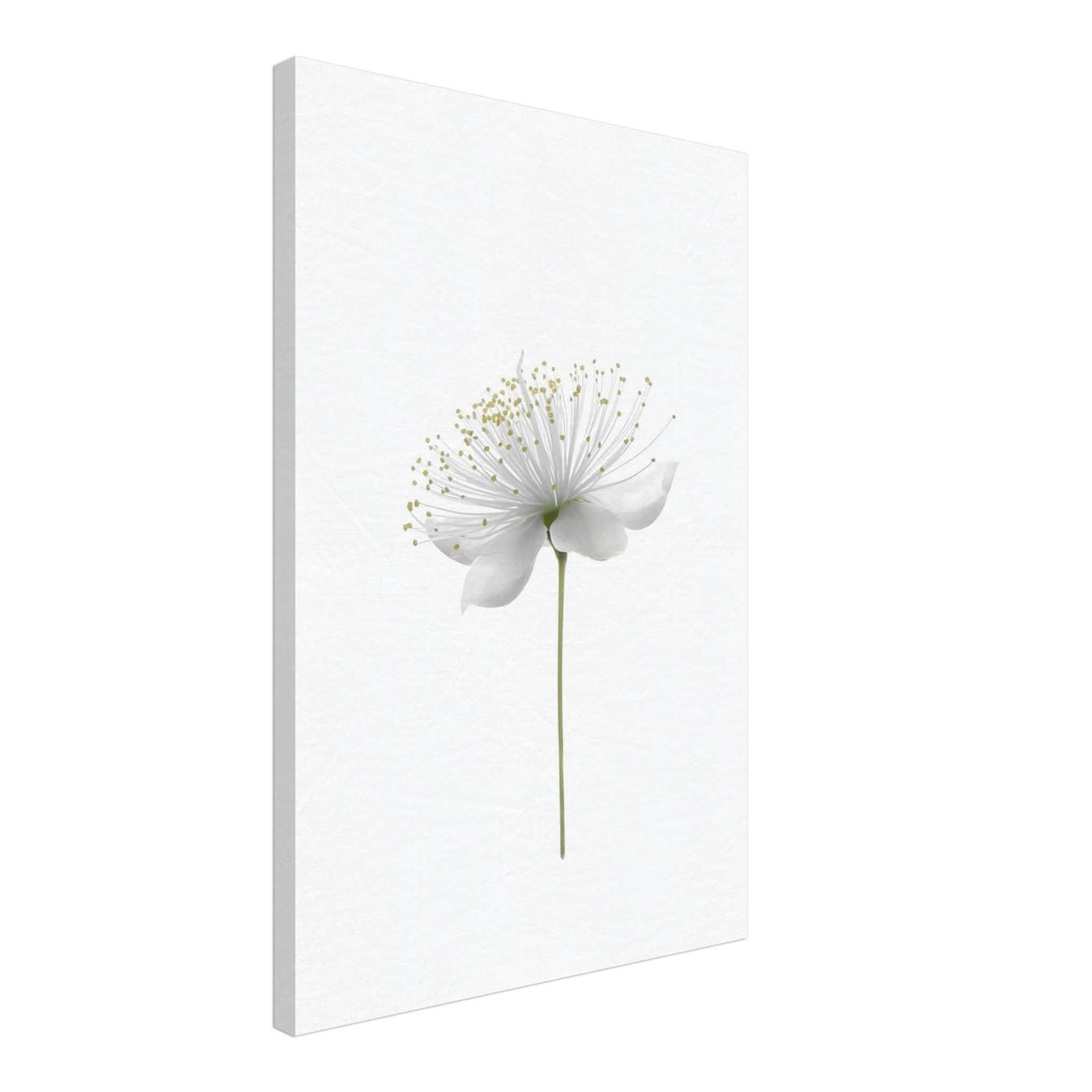 Da Vinci Nature Wall art | Floral - Canvas - 50x75 cm / 20x30″ - Thick