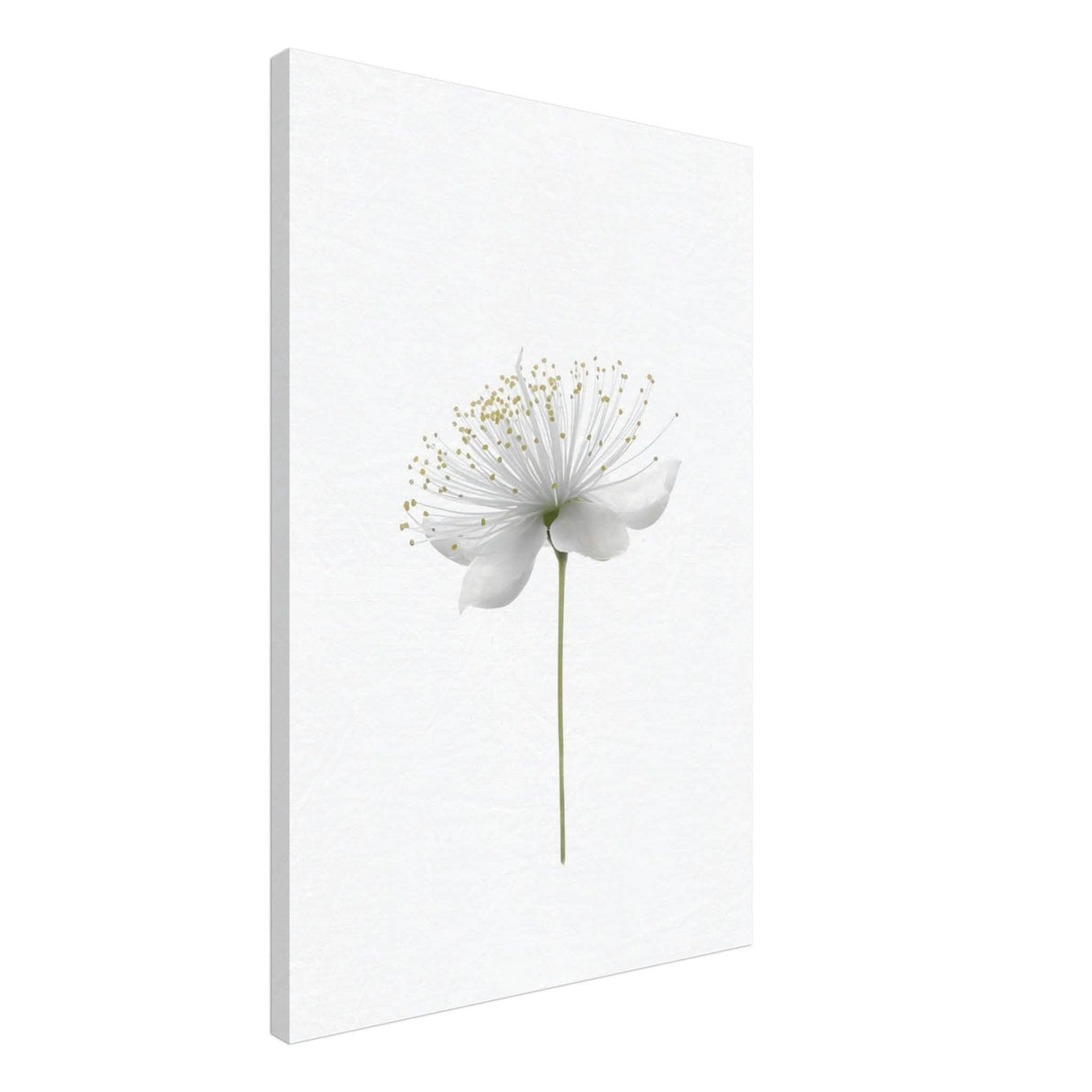 Da Vinci Nature Wall art | Floral - Canvas - 60x90 cm / 24x36″ - Thick