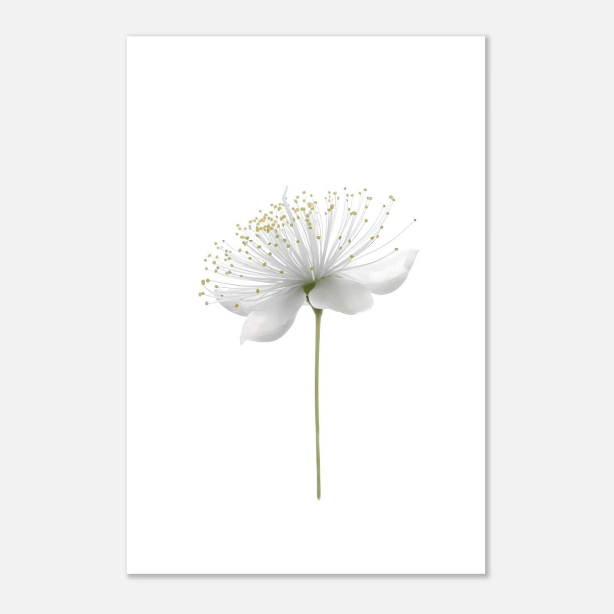 Da Vinci Nature Wall art | Floral - Aluminum Print - 50x75 cm / 20x30″ -