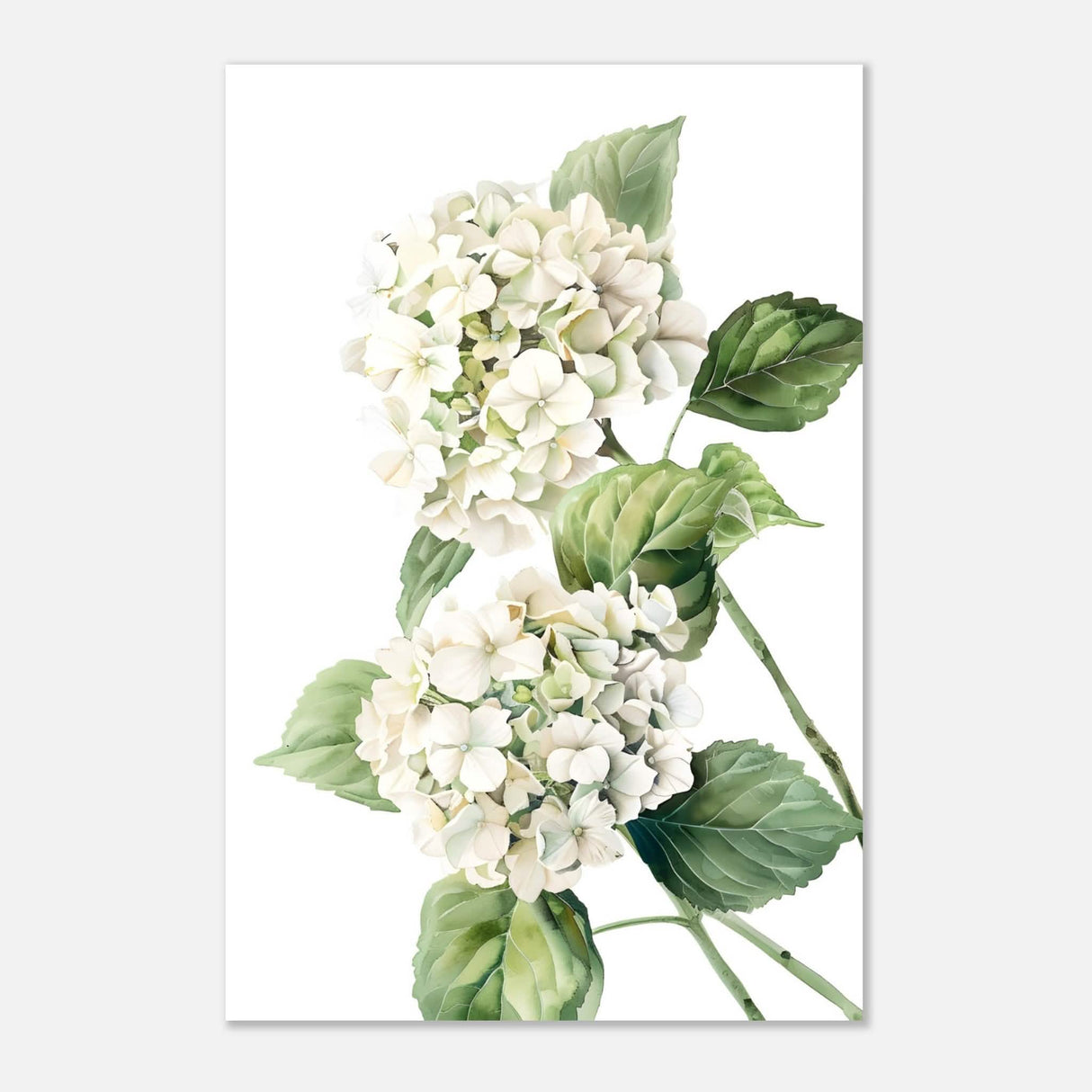 Da Vinci Nature Wall art | Floral - Aluminum Print - 30x45 cm / 12x18″ -