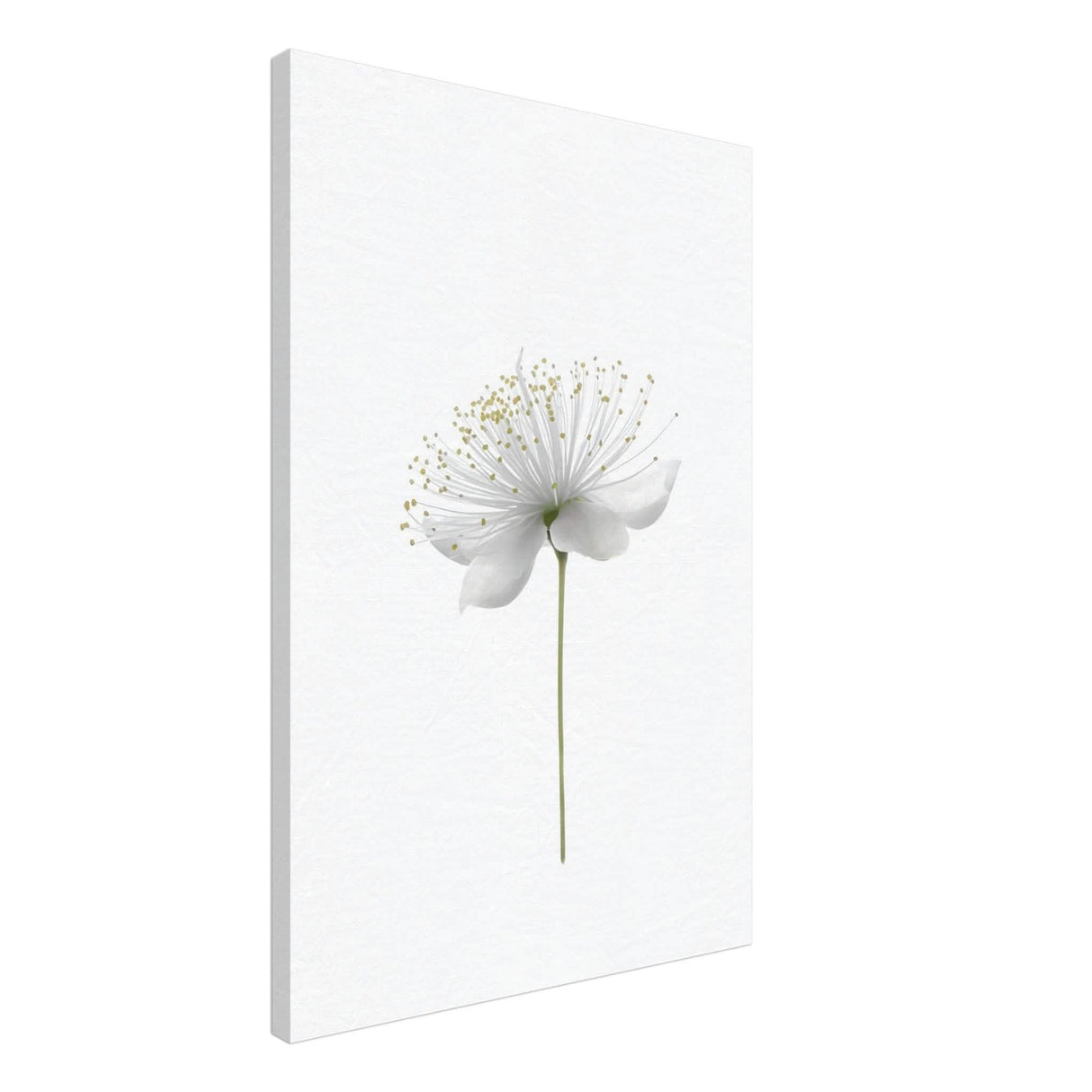 Da Vinci Nature Wall art | Floral - Canvas - 50x75 cm / 20x30″ - Slim