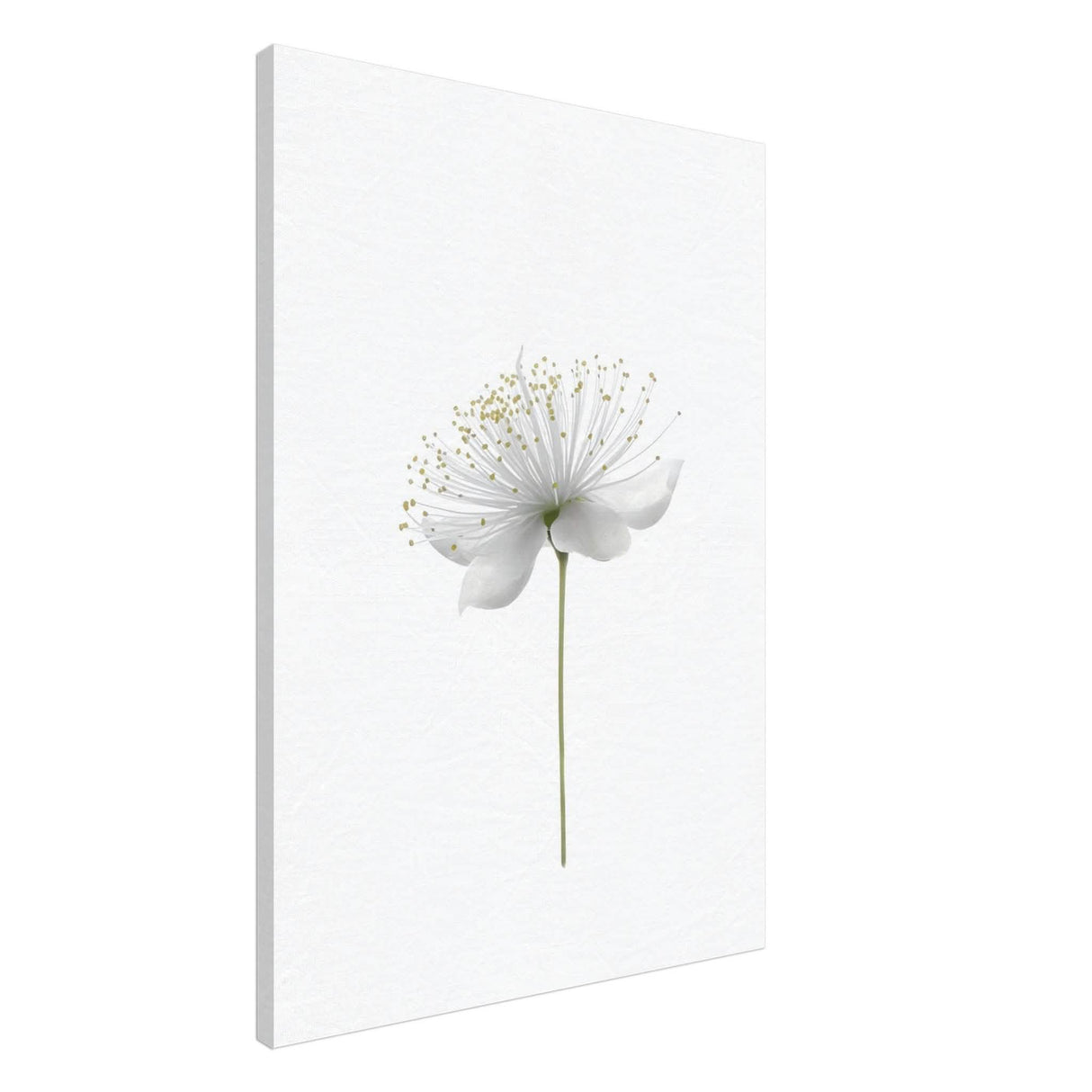 Da Vinci Nature Wall art | Floral - Canvas - 70x100 cm / 28x40″ - Thick