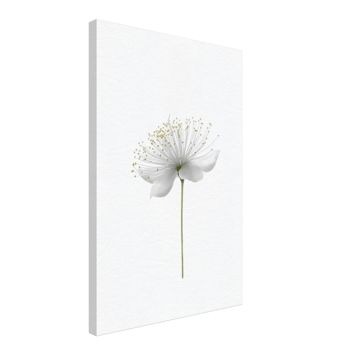 Da Vinci Nature Wall art | Floral - Canvas - 40x60 cm / 16x24″ - Slim