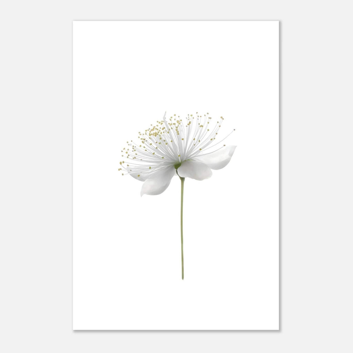 Da Vinci Nature Wall art | Floral - Aluminum Print - 30x45 cm / 12x18″ -