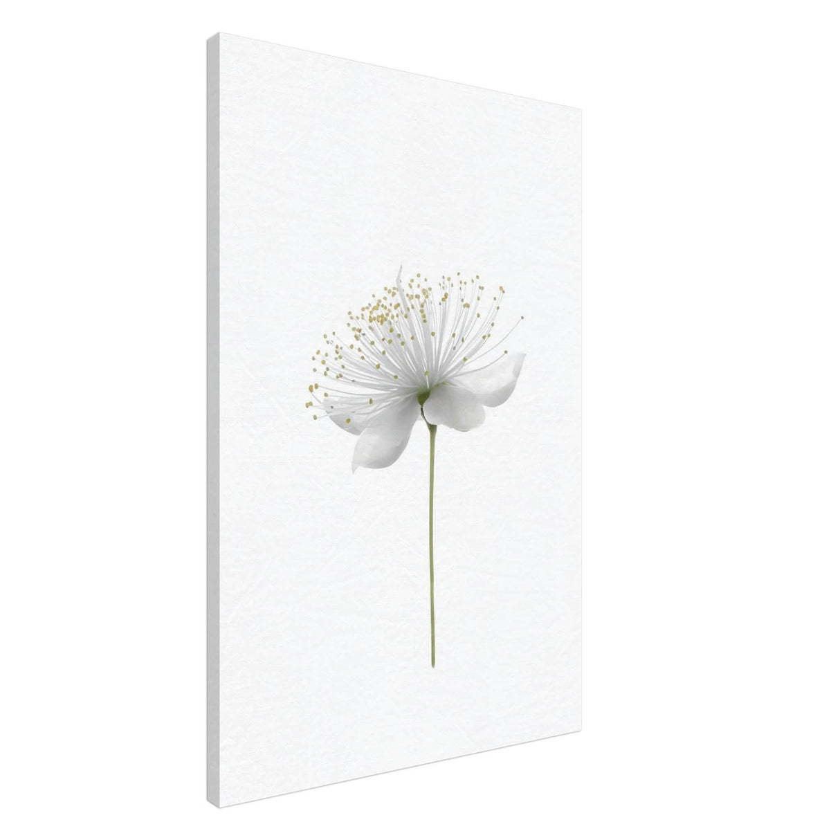 Da Vinci Nature Wall art | Floral - Canvas - 60x90 cm / 24x36″ - Slim