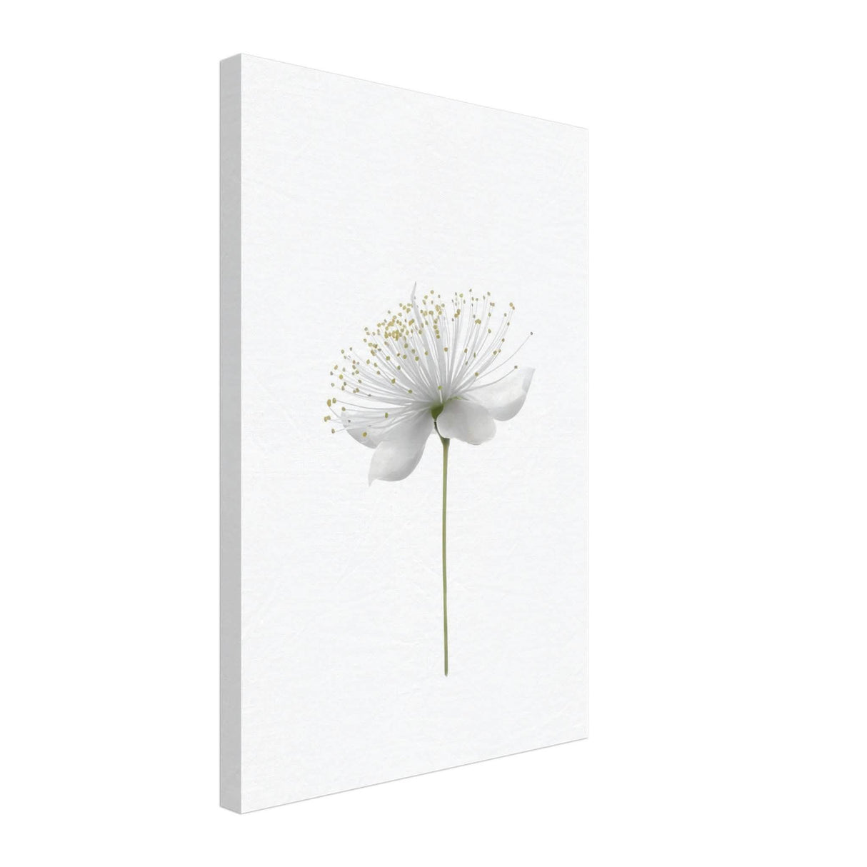 Da Vinci Nature Wall art | Floral - Canvas - 40x60 cm / 16x24″ - Thick