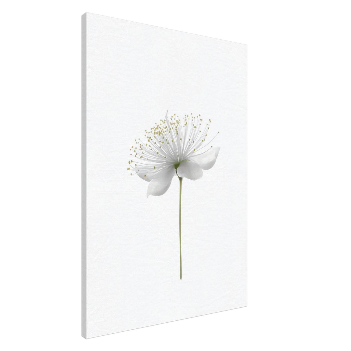 Da Vinci Nature Wall art | Floral - Canvas - 70x100 cm / 28x40″ - Slim